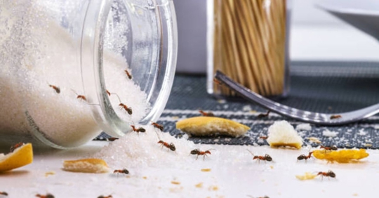 ants in home