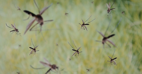 mosquitos