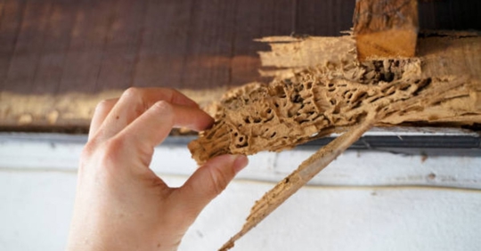 termite damage
