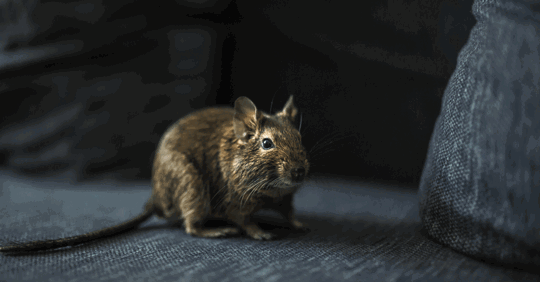 Rat sitting on a couch