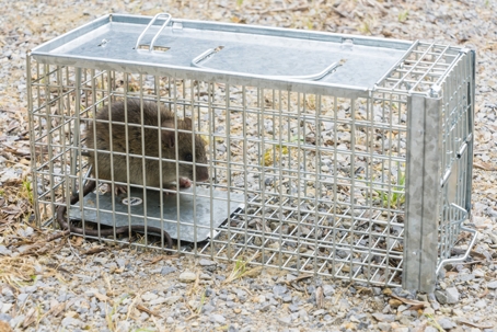 Rat captured in a cage trap