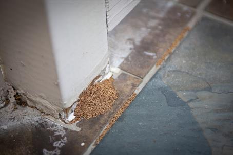 Termite droppings at an outside banister