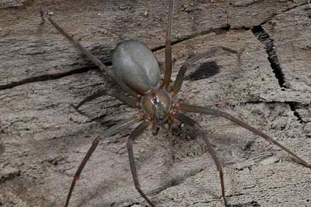 Large brown spider crawling on wood.