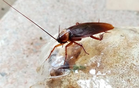 Cockroach crawling on a clear plastic bag of food.