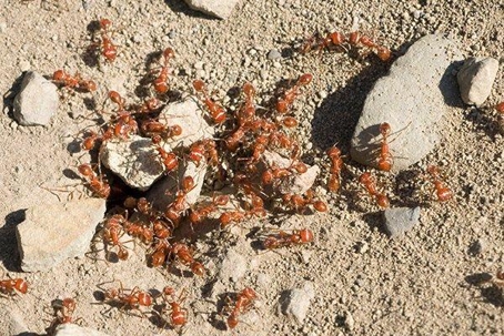 Ants crawling on the ground among rocks.