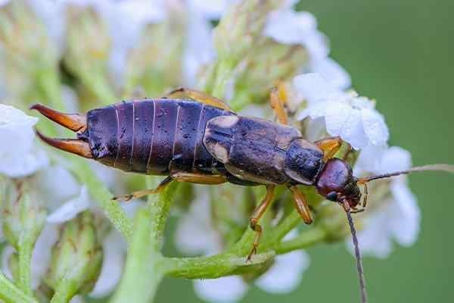 Earwig on a cluster of tiny white flowers.