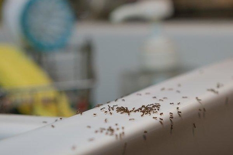 Colony of ants on a kitchen sink.