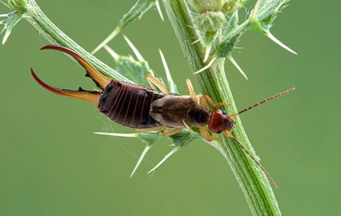 Close up picture of a Earwig