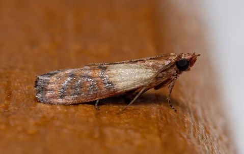 Close up picture of a Moth