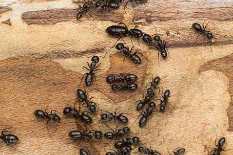 Several ants