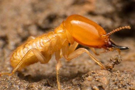 Close up picture of a Termite
