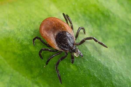 Close up picture of a Tick