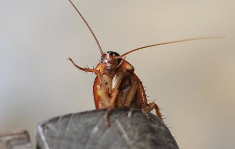 Cockroach crawling on wooden furniture.