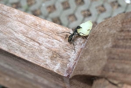 Ant carrying food scrap while crawling on a wooden beam.