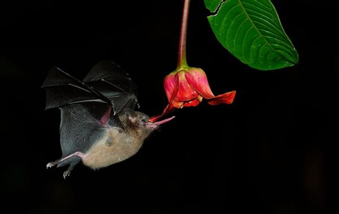 Bat licking the nectar off an inverted red flower while in mid-flight in the dark.