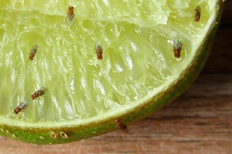 Fruit Flies on a half-sliced lime.