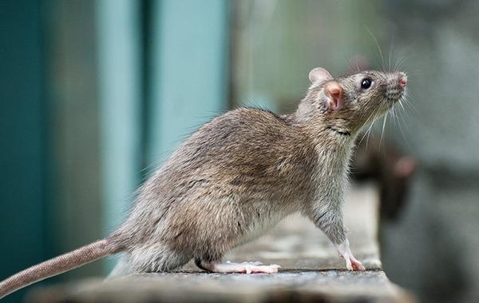 Brown rodent on a wooden railing.