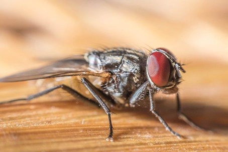 Close up picture of a fly