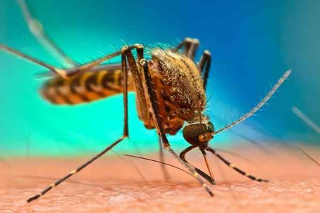 Close up picture of a Mosquito