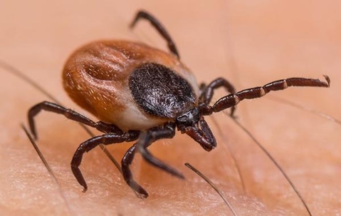 Tick on a skin
