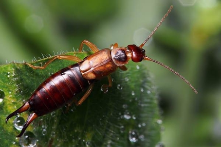 Earwig on a wet leaf.