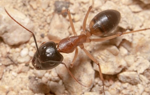 Ant crawling on the ground.