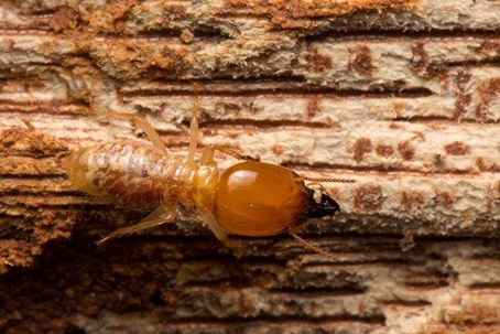 Close up picture of a Termite