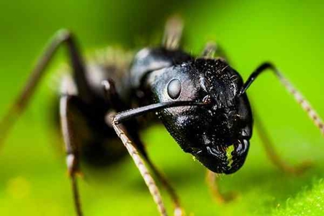 Ant on a green leaf.