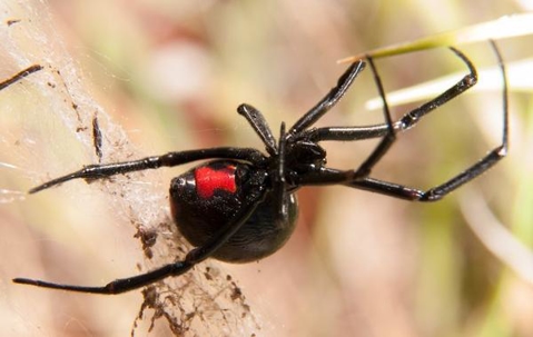 Black Widow Spider in its web outdoors.
