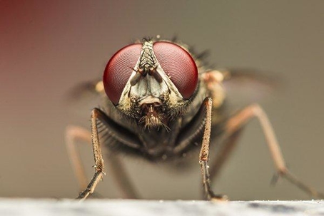 Fly on a table.