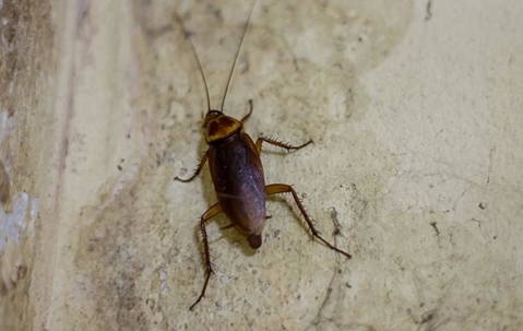 cockroach