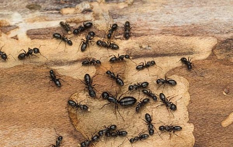 Several ants