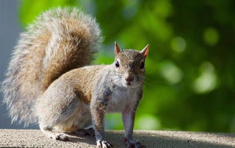 Squirrel on a ledge.