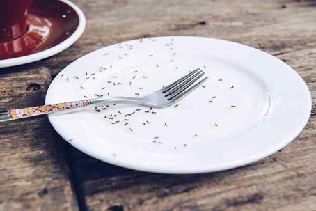 Several ants on a plate