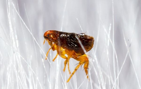 Close up picture of a flea