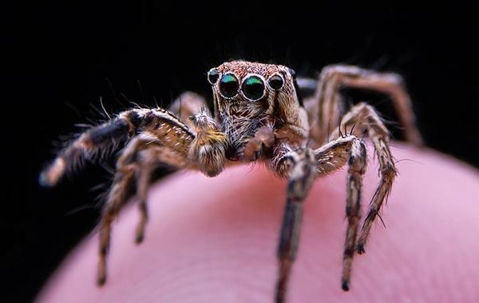 Spider on someone's finger.