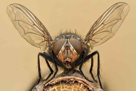 Close up image of a fly