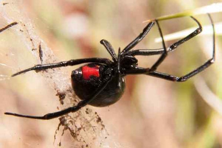 Close up picture of a spider