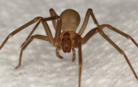 Brown Recluse Spider crawling on a paper towel.