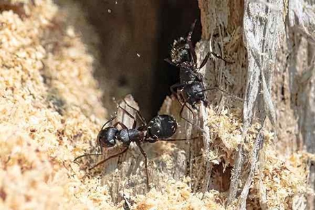 Ants chewing wood.