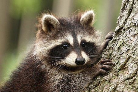 Raccoon