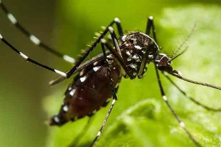 Close up picture of Mosquito