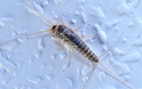 Silverfish crawling on a wet surface.