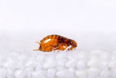 Flea crawling on fabric.