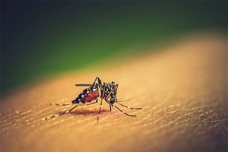 Mosquito biting someone's skin and drinking blood.