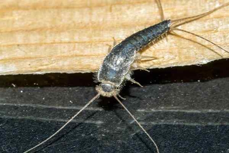 Silverfish crawling on a book.