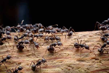 Swarm of ants crawling on wood.