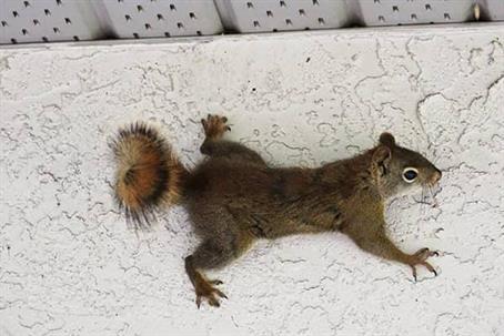 Squirrel crawling on a textured white wall near the ceiling.