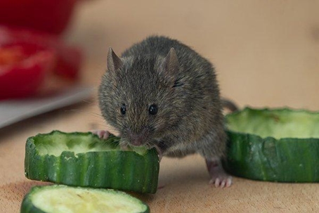 Rodent eating sliced cucumbers on a wooden chopping board.
