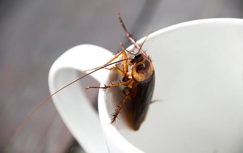 Cockroach inside a white coffee mug.